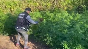 Hevsel Bahçeleri'nde uyuşturucu operasyonu