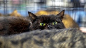 İspanya'da siyah kedi sahiplenme yasağı
