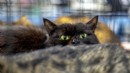 İspanya'da siyah kedi sahiplenme yasağı