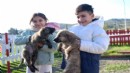 İzmir'de 2 bin 300 patili dost yuvalarını bekliyor