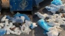 İzmir'de hayvan katliamı: 33 kedi ölü bulundu!