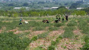 İzmir'de öğrenciler için tarım ve doğal yaşam köyü açıldı