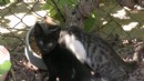 İzmir'de örnek proje: Kedi Mahallesi!