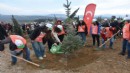 İzmir'de yanan ormanlar yeniden hayat buluyor