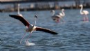 İzmir’de 13 bin flamingo hayata merhaba dedi