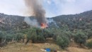 İzmir’de zeytinlik alanında yangın