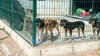 Karşıyaka'da can dostlar yuvalarını bekliyor