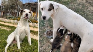 Katledilen ‘Sütlaç’ için savcılığa suç duyurusu
