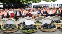 Kavacık Üzüm Festivali’ne coşkulu açılış