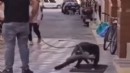 Kediyi Pitbull’a boğdurdu… Gözaltına alındı