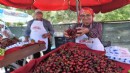 Kiraz Festivali coşkusu Bornova'yı saracak