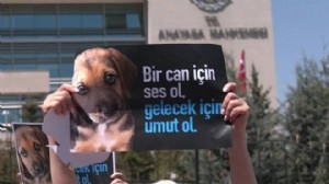 Köpeği zincirle bağlayıp sürükledi, serbest bırakıldı!