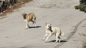 Köpeklerden çocuklara bir saldırı daha