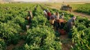 Köylerde toplanıyor, İzmir’den dünyaya gönderiliyor: Dev hasat başladı