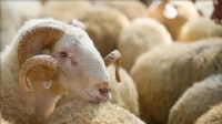 Kurban vekalet ücretleri belli oldu