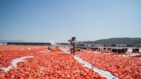 Kuru domates ihracatında 100 milyon dolar hedefi