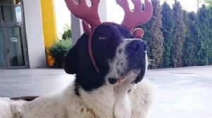 Matmazel’in ölümü hakkında soruşturma