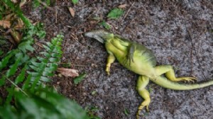 Patır patır düştüler: Gökten iguana yağdı!