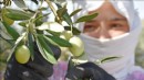 Sofralık zeytin ihracatında rekor kırıldı