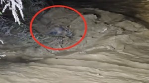 Suya kapılan sürücü ağaç dallarıyla hayata tutundu