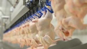 Tavuk eti ihracatını durdurma kararı