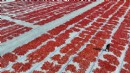 Torbalı Ovası kırmızıya büründü