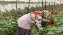 Üretici ve esnaf zorda: Sevgililer Günü'nde gül soldu!