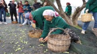 Urla’da zeytinin bereketi sanatla buluşuyor