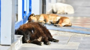 Veterinerler 'uyutma' yasasına rest çekti