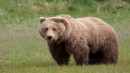 WWF'den ayı saldırısı açıklaması: Normal bir davranış değil!