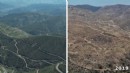 Yangında küle dönmüştü... Yeşil örtüsüne kavuştu!